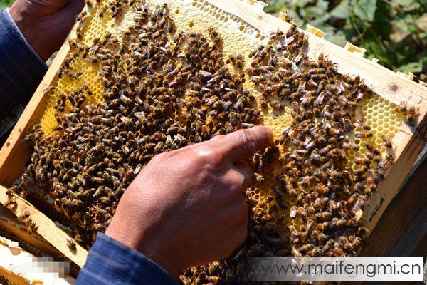 蜂蜜成熟封盖