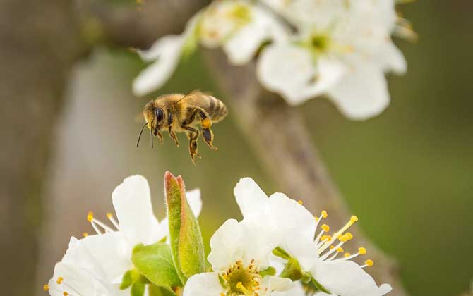 蜜蜂