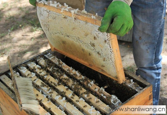 土蜂蜜多少钱一斤