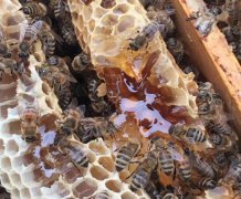 中蜂蜂蜜几天能封盖?蜂蜜几天能全封盖?