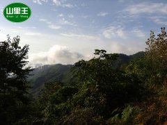 来自秦岭大山的礼物-山里王土蜂蜜