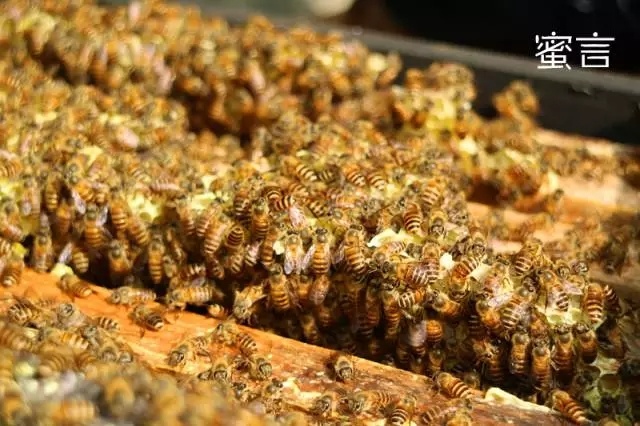 土蜂蜜和普通蜂蜜的区别-第7张图片