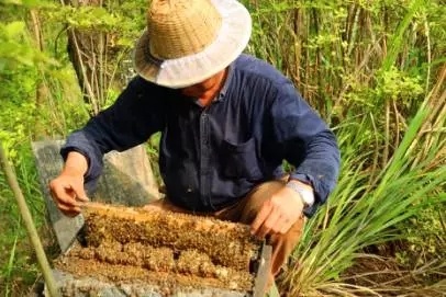 土蜂蜜和普通蜂蜜的区别-第14张图片