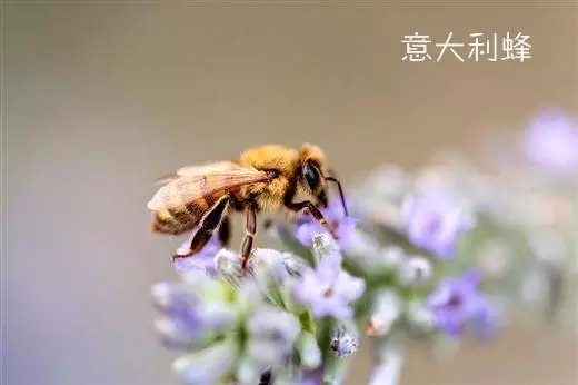 土蜂蜜和普通蜂蜜的区别-第6张图片