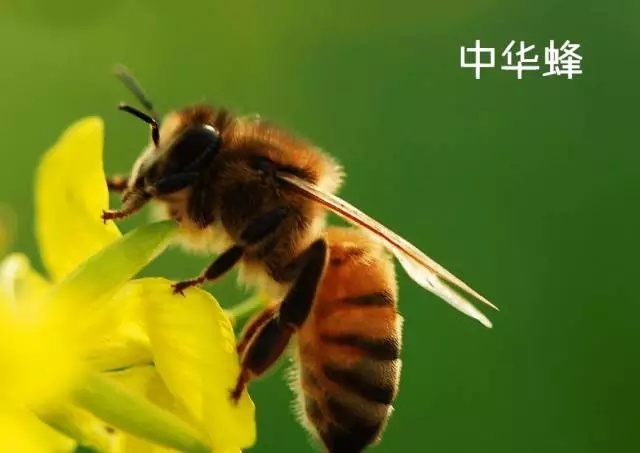 土蜂蜜和普通蜂蜜的区别-第5张图片