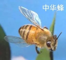 土蜂蜜和普通蜂蜜的区别-第4张图片