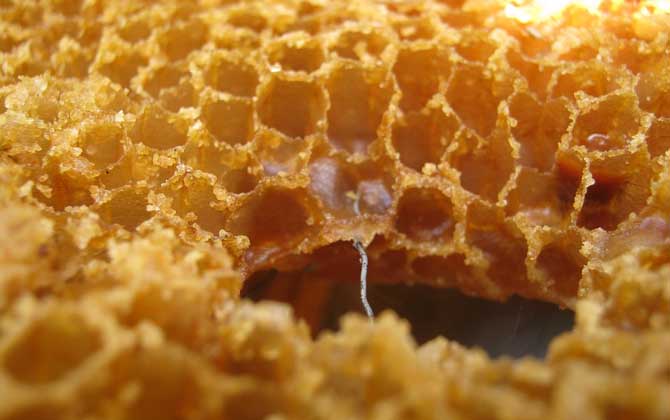 每天喝蜂蜜会长胖吗？