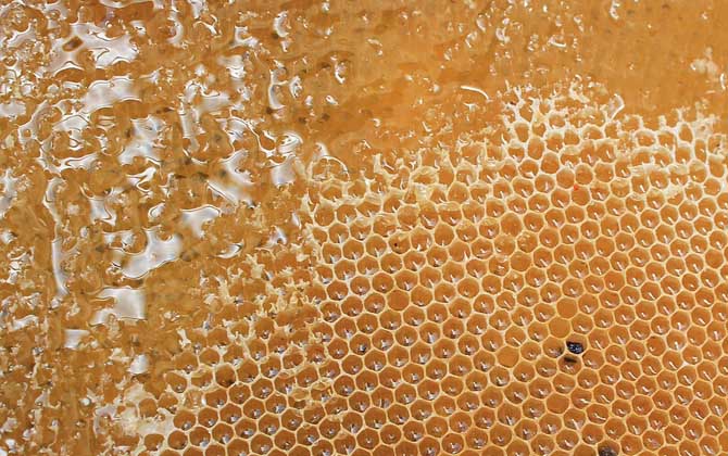 生蜂蜜和熟蜂蜜的区别