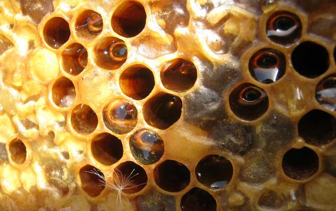蜂蜜是怎么生产出来的？