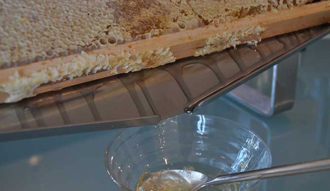 喝蜂蜜为什么有减肥效果？