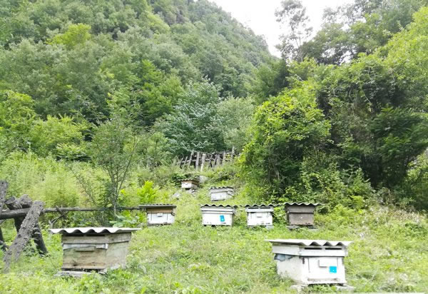 真正的秦岭土蜂蜜是这样来的