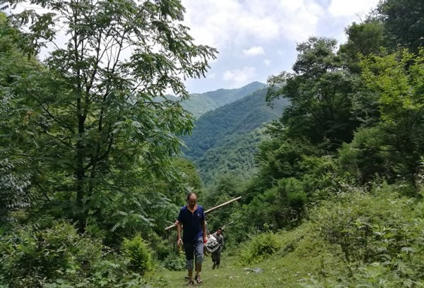 真正的秦岭土蜂蜜是这样来的