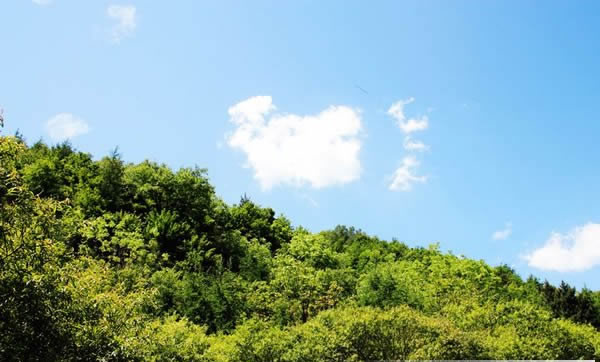 土蜂蜜
