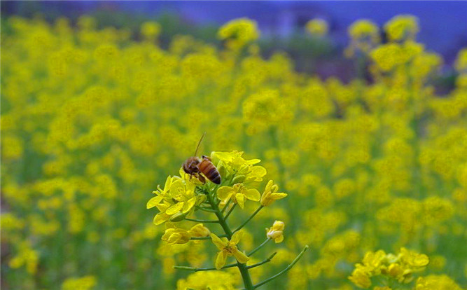 四川养蜂人的离开，不只是对生活失去信心，更是对蜂蜜行业的无奈！