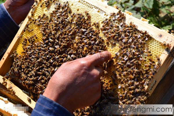 蜂蜜成熟封盖