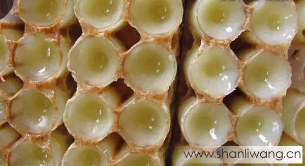 蜂王浆是什么蜂产的 中蜂有蜂王浆吗