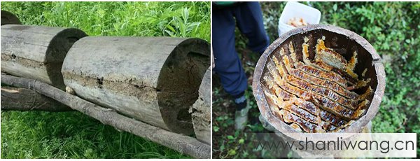 土蜂圆桶(棒棒桶)养殖与方箱(活框)养殖的区别
