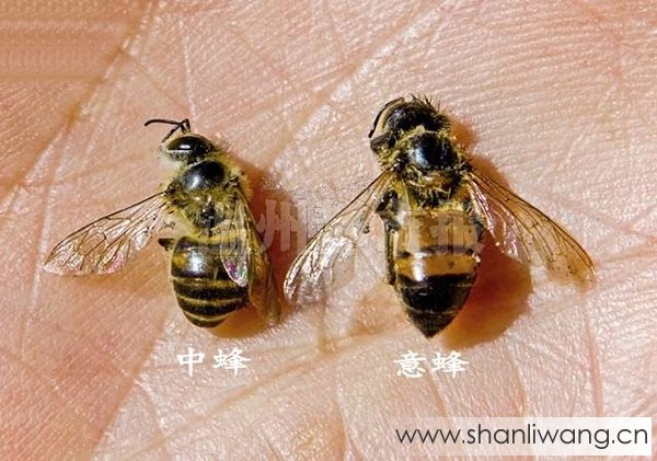 中蜂和意蜂的区别图片