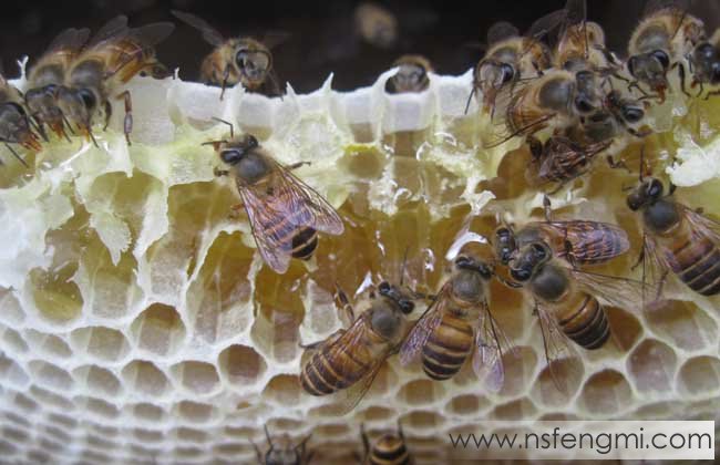 中蜂和意蜂的区别