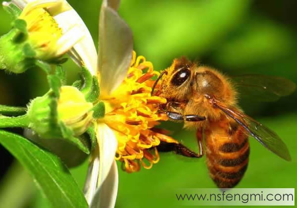 中蜂与意蜂的区别 中蜂与意蜂对照图片