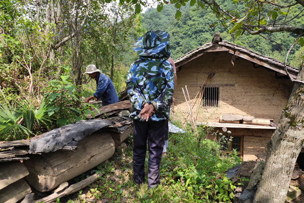 秦岭土蜂蜜价格 秦岭土蜂蜜多少钱一斤？