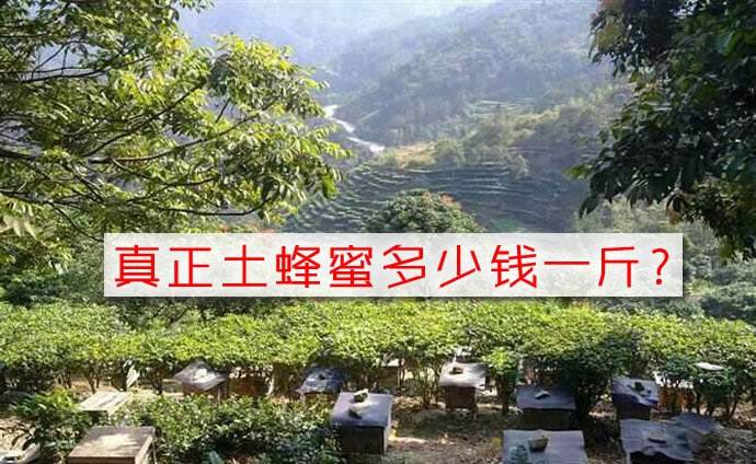 真正土蜂蜜多少钱一斤?土蜂蜜产地蜂农有权发言