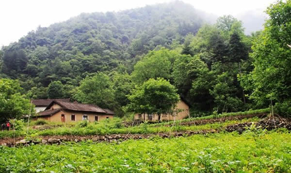 秦岭土蜂蜜图片