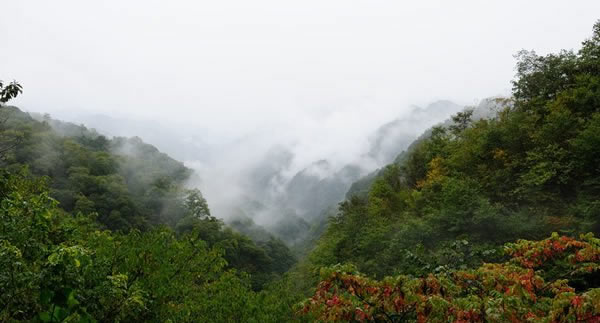 秦岭土蜂蜜图片