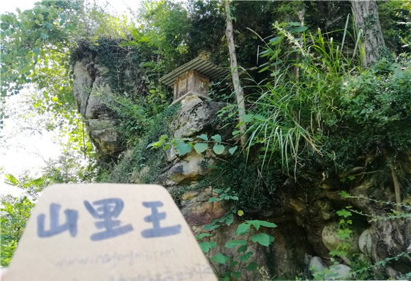 山里王土蜂蜜图片