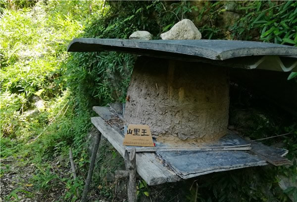 山里王土蜂蜜图片