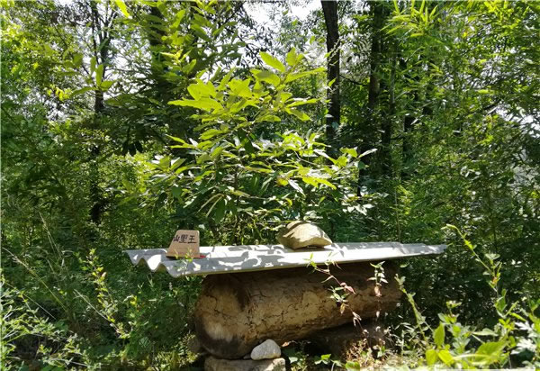 山里王土蜂蜜图片