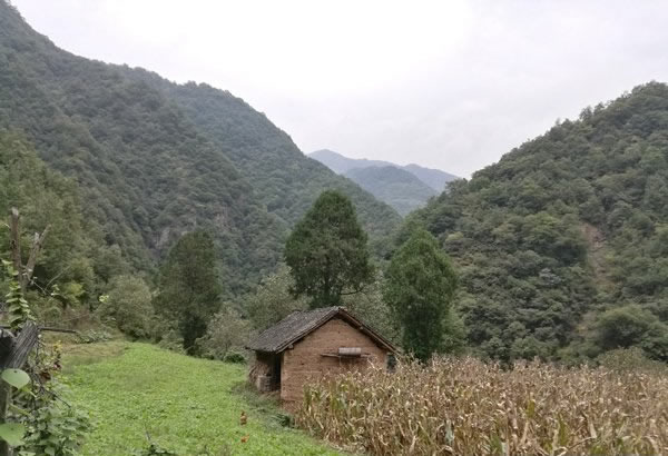 山里王土蜂蜜图片