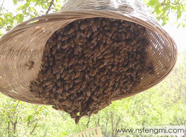 蜂蜜家园(三)