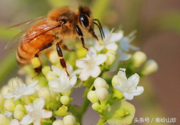 土蜂蜜