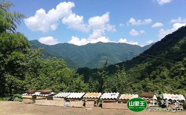 山里王秦岭土蜂蜜产地