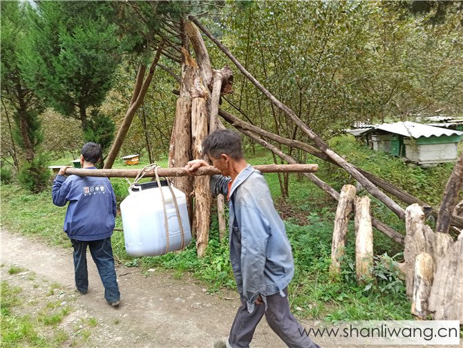 秦岭深山土蜂蜜