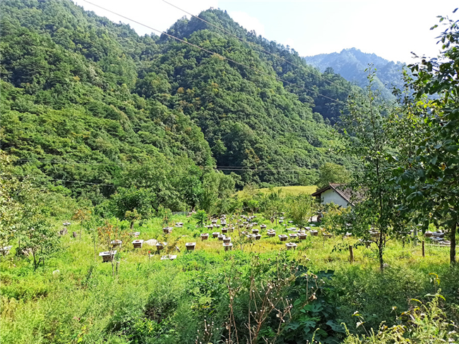 如何买到正宗秦岭土蜂蜜