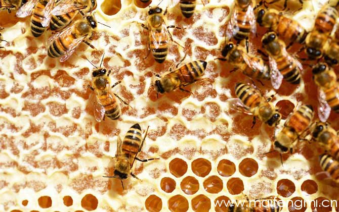 蜂蜜的鉴定方法
