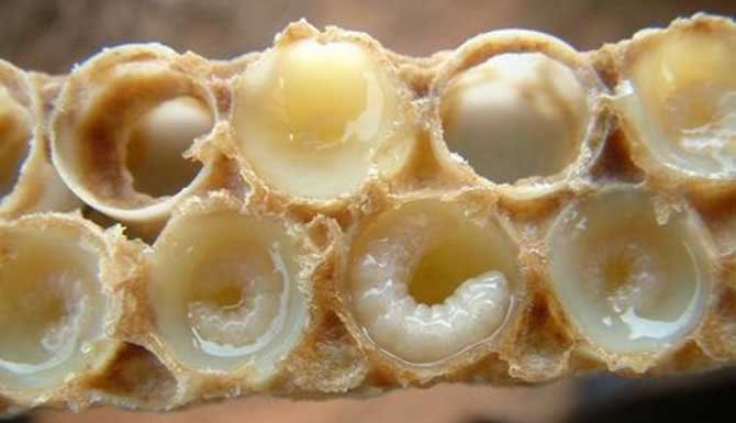 蜂王胎是什么东西?