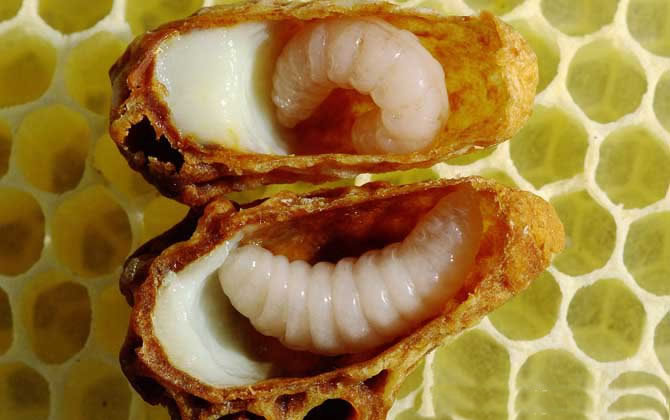 蜂王胎和蜂王浆哪个好？