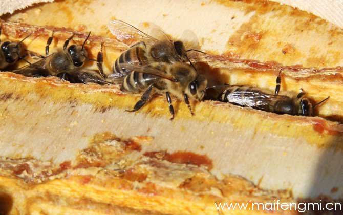 蜂胶含有哪些营养成分？