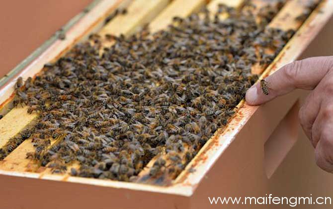 蜂胶含有哪些营养成分？