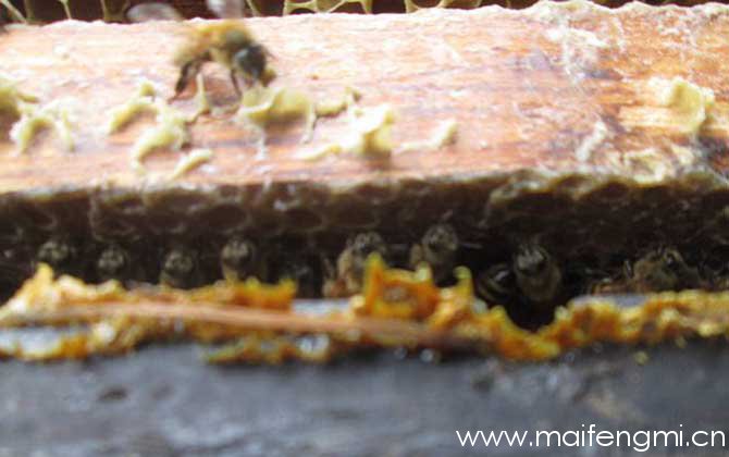 男人吃蜂胶会影响性功能吗？