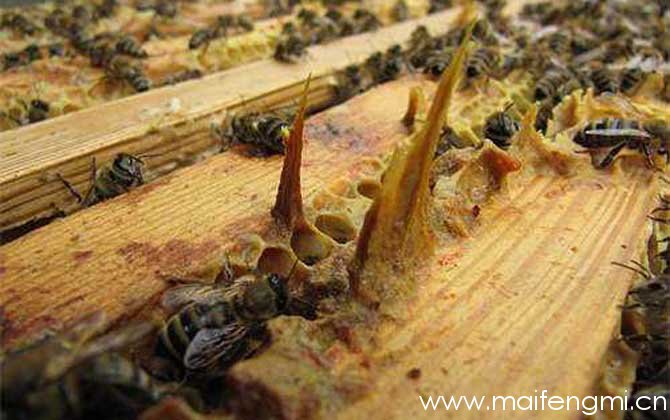 蜂胶在蜂巢的什么地方？
