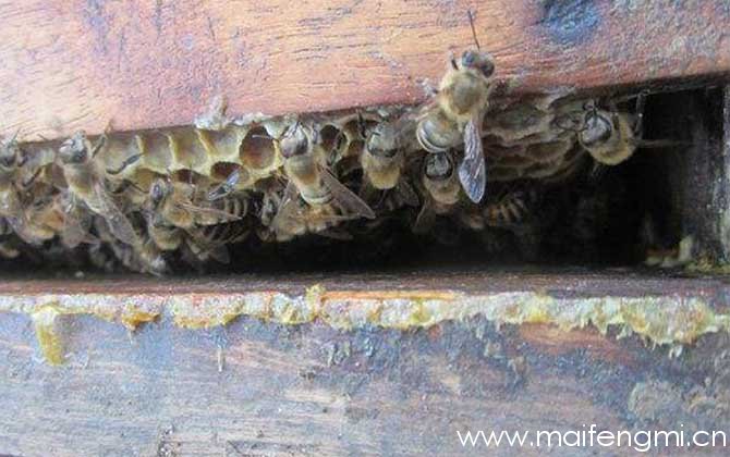 蜂胶有哪些副作用与禁忌？