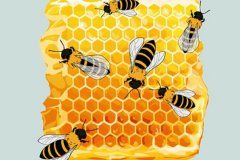 百科知识│蜂蜜为什么不适合冷冻？