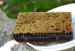 老蜂巢治疗鼻炎的用法